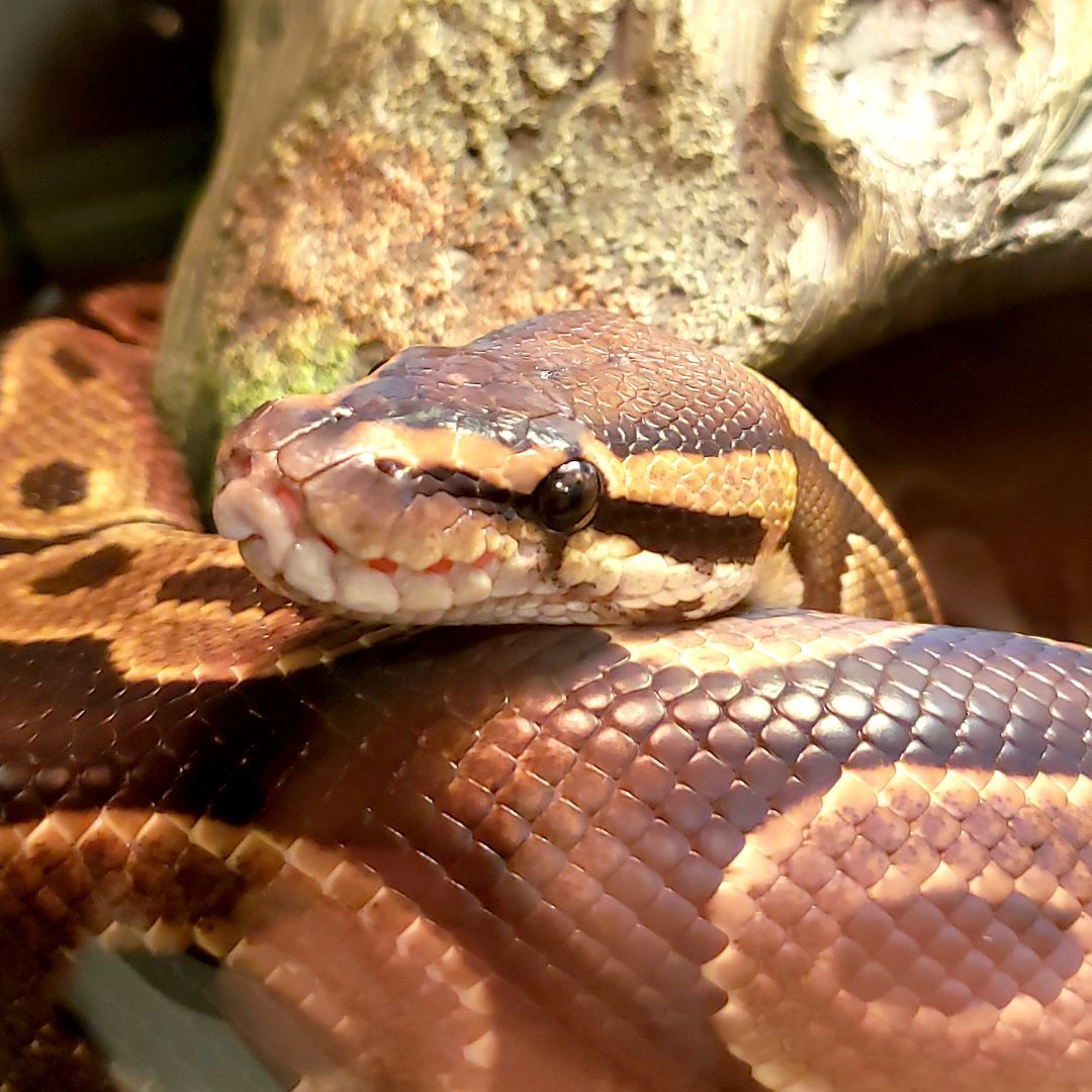 Grimbolina Pretzel #1241