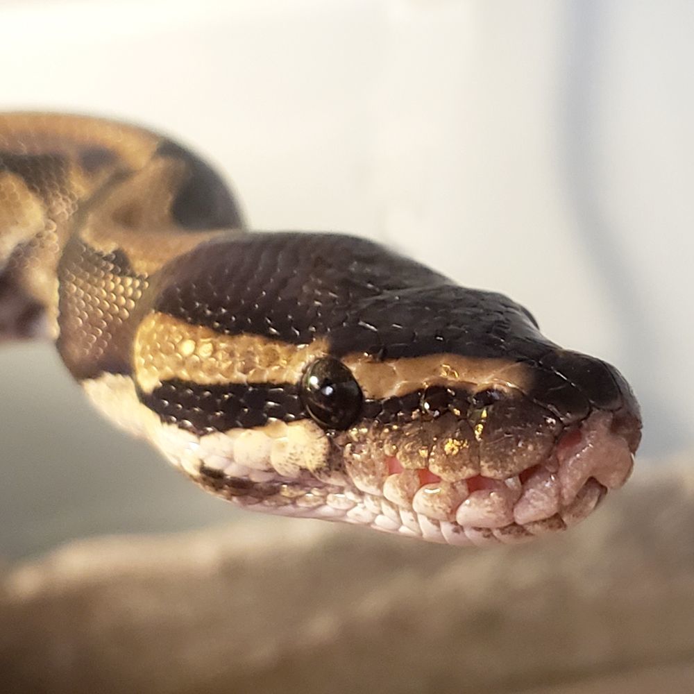 Grimbolina Pretzel #1241, Adult Unknown unknown