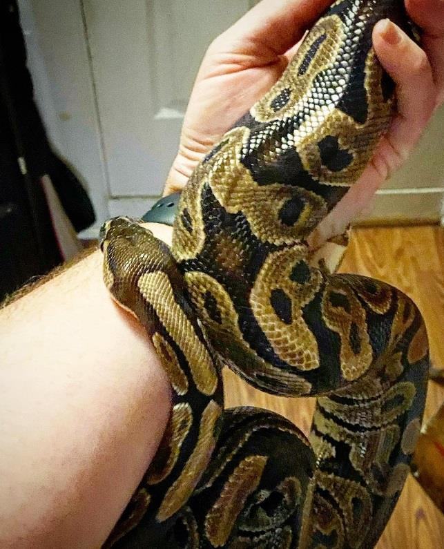 Grimbolina Pretzel #1241