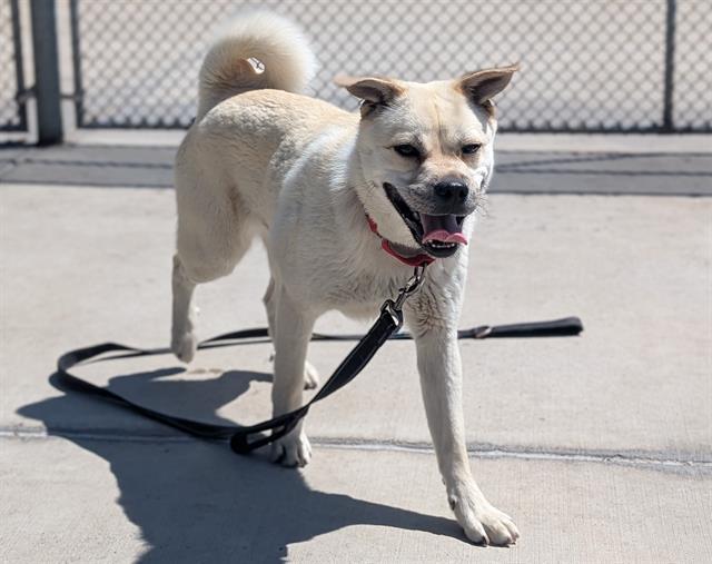 RUMI, Adoptable, Young Female Shiba Inu & Mixed Breed.