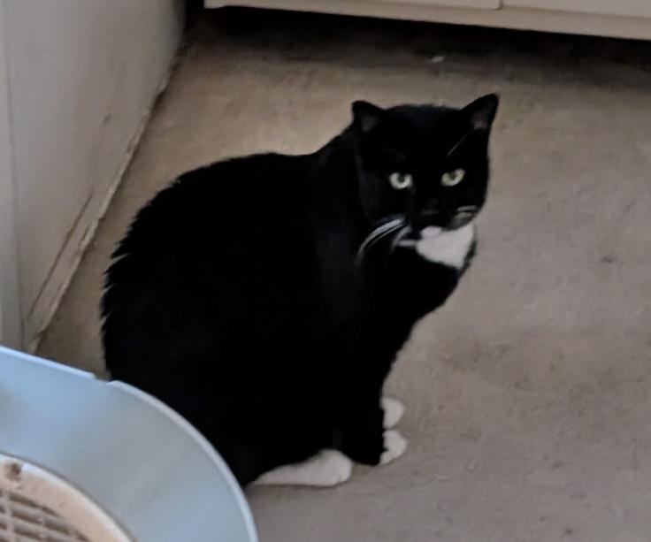 Enlarge Bootsy & Walter, a Adoptable Domestic Short Hair in Redlands, CA image 2/4