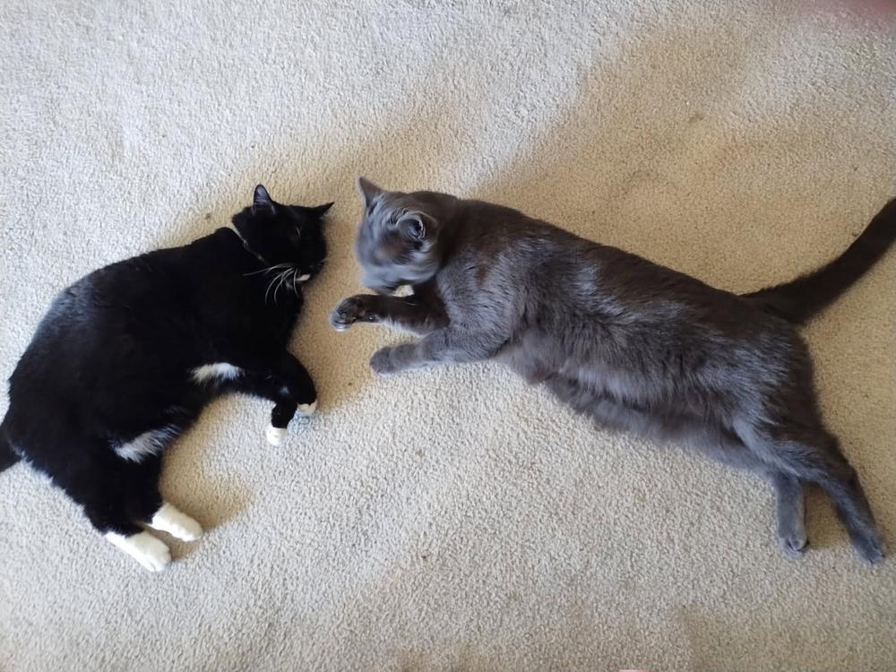 Enlarge Bootsy & Walter, a Adoptable Domestic Short Hair in Redlands, CA image 3/4