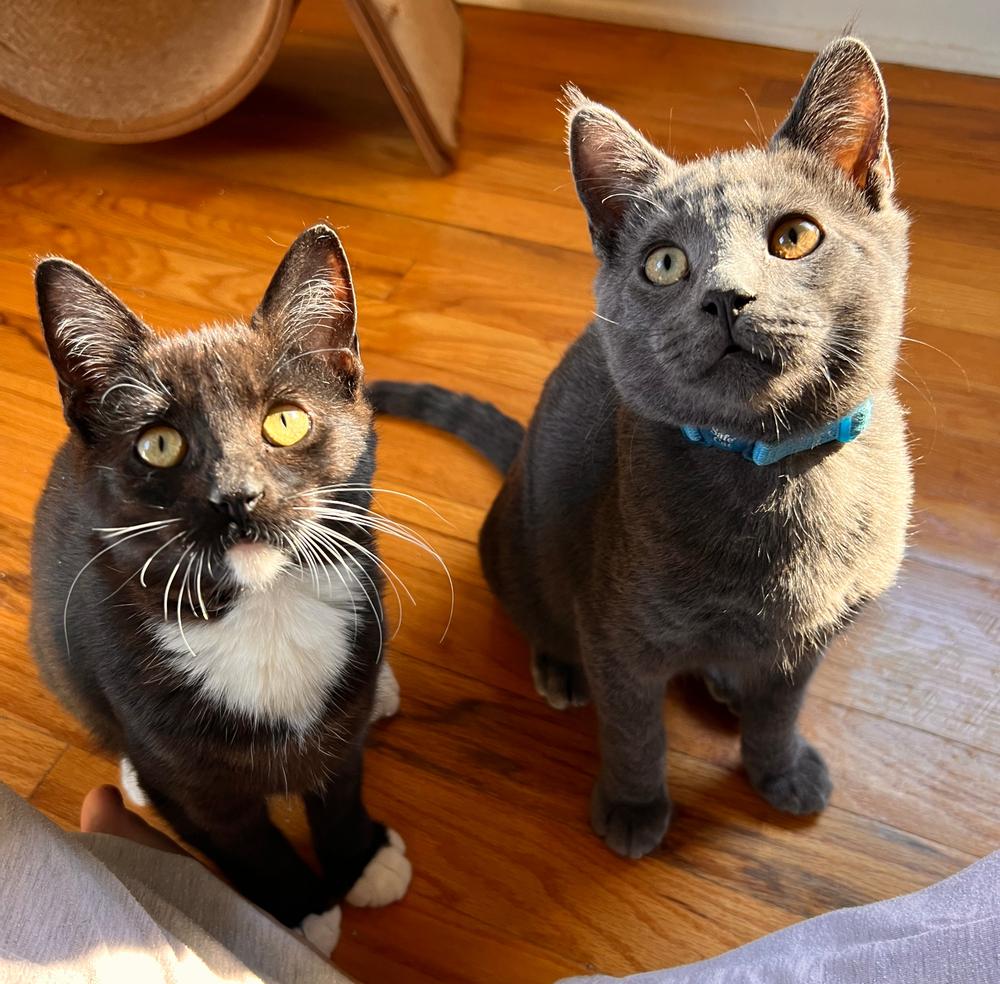 Enlarge Bootsy & Walter, a Adoptable Domestic Short Hair in Redlands, CA image 4/4
