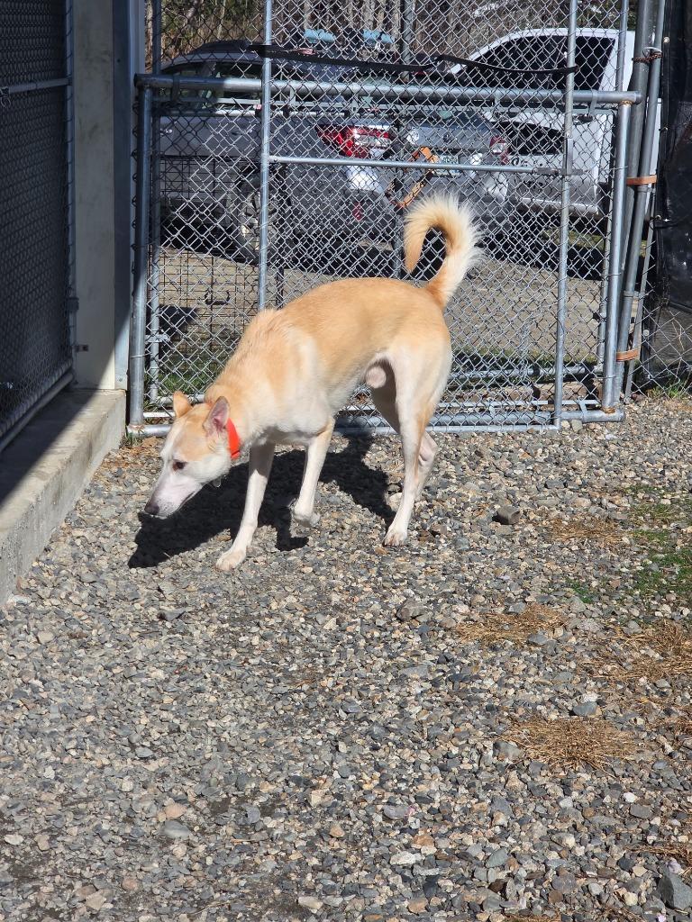 Buddy, Adoptable, Young Male Labrador Retriever.