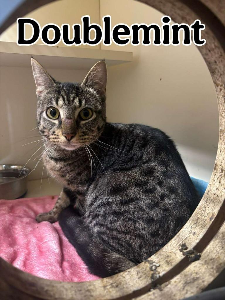 Doublemint, Adoptable, Young Female Domestic Short Hair.