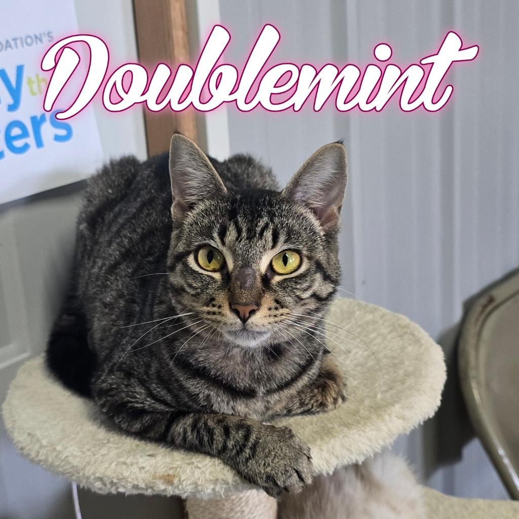 Doublemint, a Adoptable Domestic Short Hair in Hillsboro, OH image 2/4