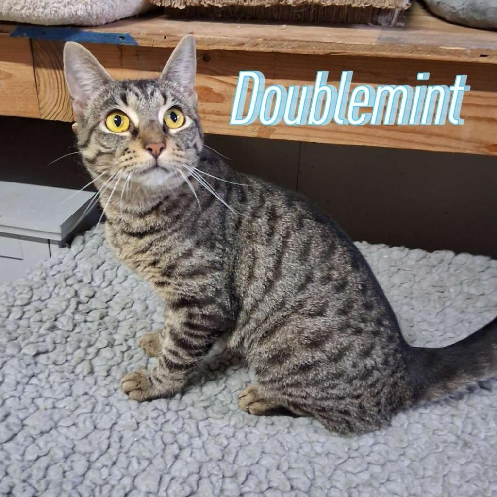 Doublemint, a Adoptable Domestic Short Hair in Hillsboro, OH image 3/4