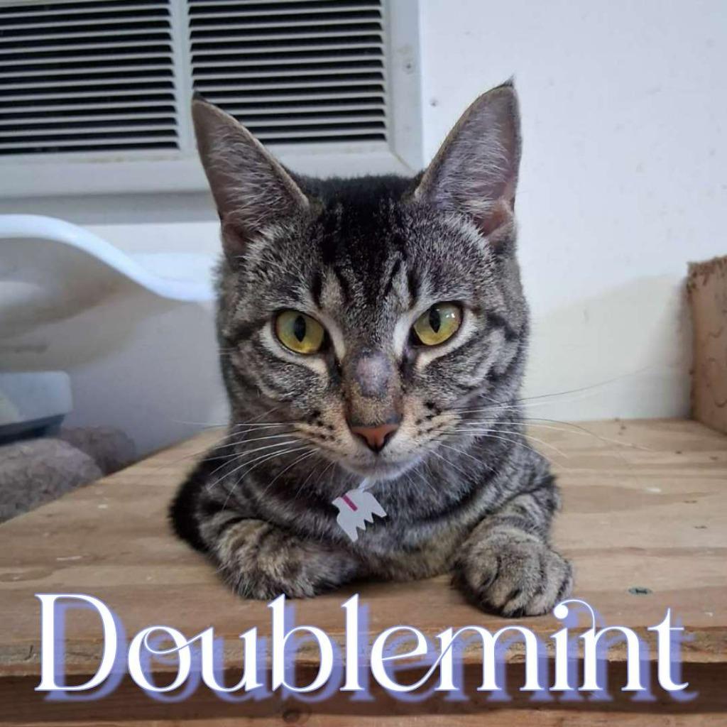 Enlarge Doublemint, a Adoptable Domestic Short Hair in Hillsboro, OH image 2/2