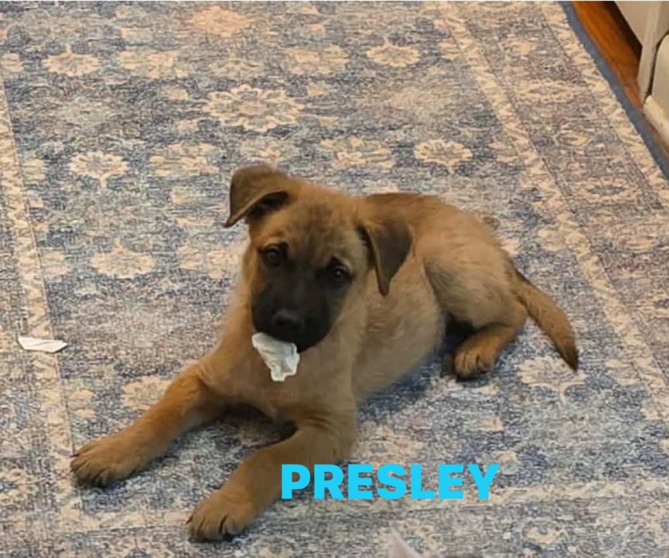 Enlarge Presley, a Adoptable Mixed Breed in Schaumburg, IL image 6/6