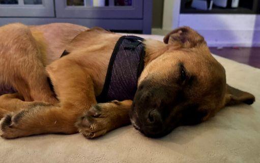 Enlarge Presley, a Adoptable Mixed Breed in Schaumburg, IL image 2/6