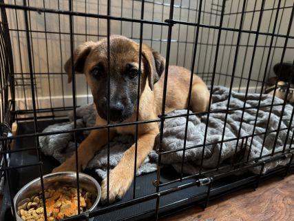 Enlarge Presley, a Adoptable Mixed Breed in Schaumburg, IL image 3/6