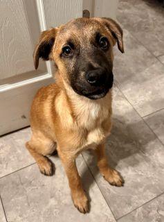 Enlarge Presley, a Adoptable Mixed Breed in Schaumburg, IL image 4/6