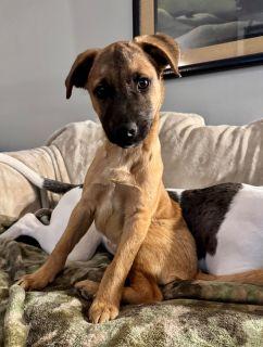 Enlarge Presley, a Adoptable Mixed Breed in Schaumburg, IL image 5/6