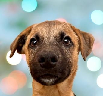 Presley, Adoptable, Puppy Male Mixed Breed.