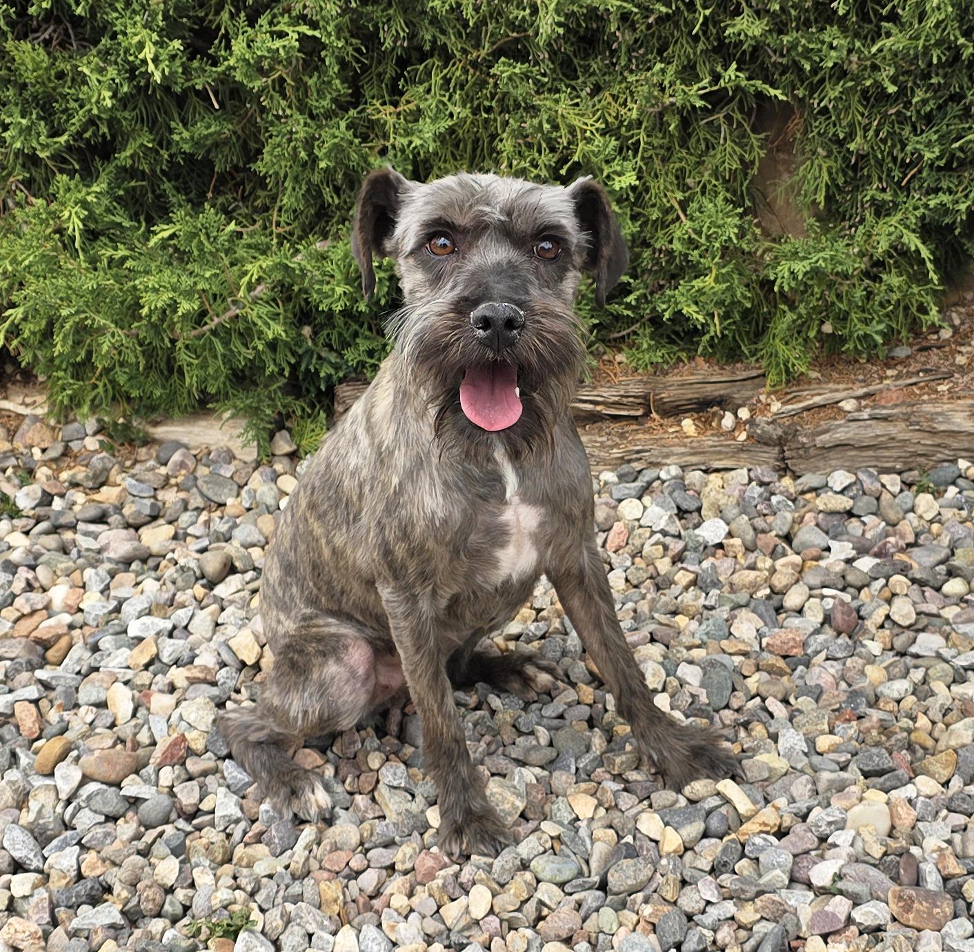 Stunning Lil Ms Snickers ~ SUBLIME !, adoptable, Young Female Miniature Schnauzer.