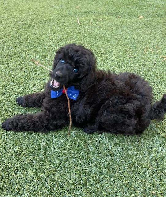 Wonder-Special Needs (Blind), a ADOPTABLE Poodle in Somerville, MA image 3/6