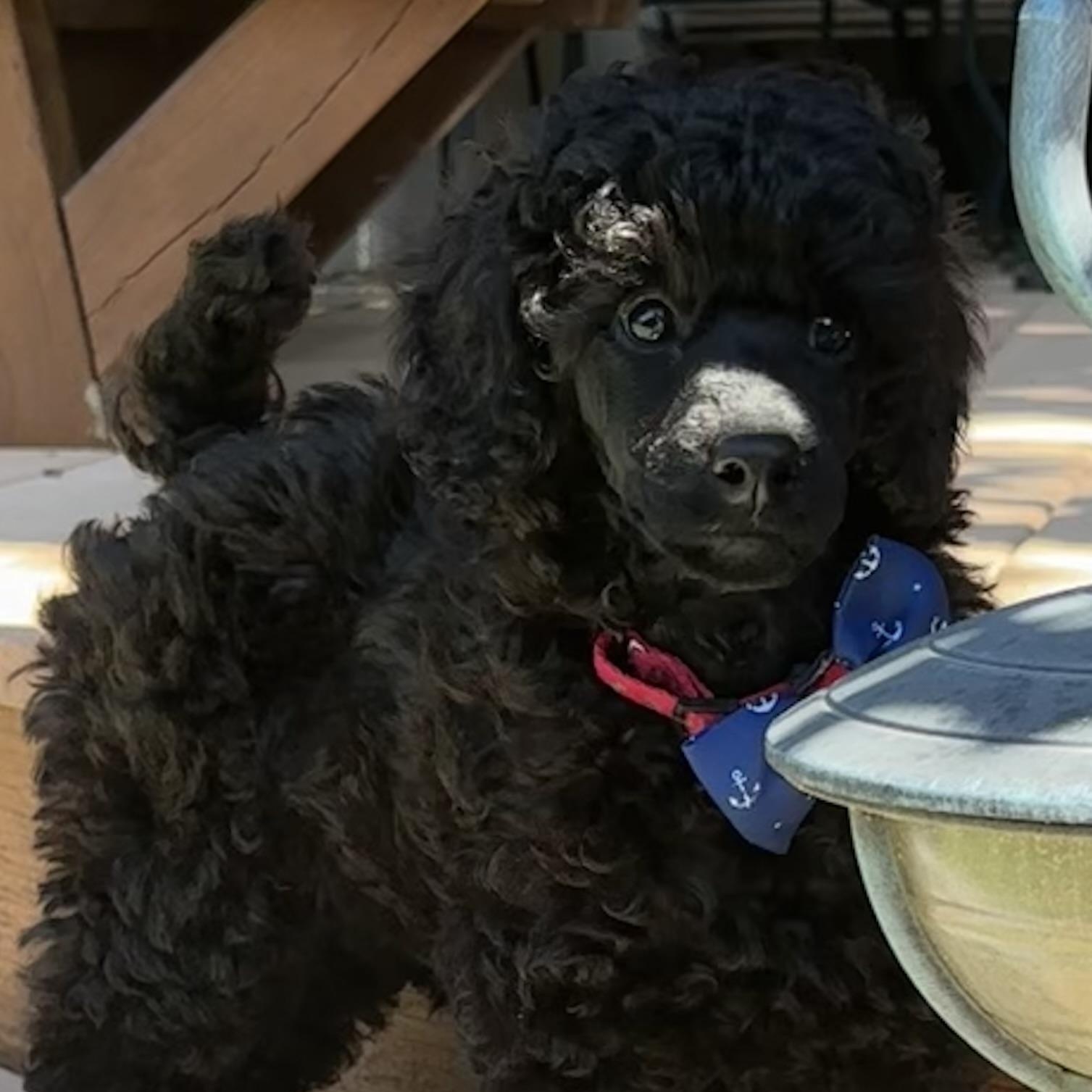 Wonder-Special Needs (Blind), a ADOPTABLE Poodle in Somerville, MA image 6/6