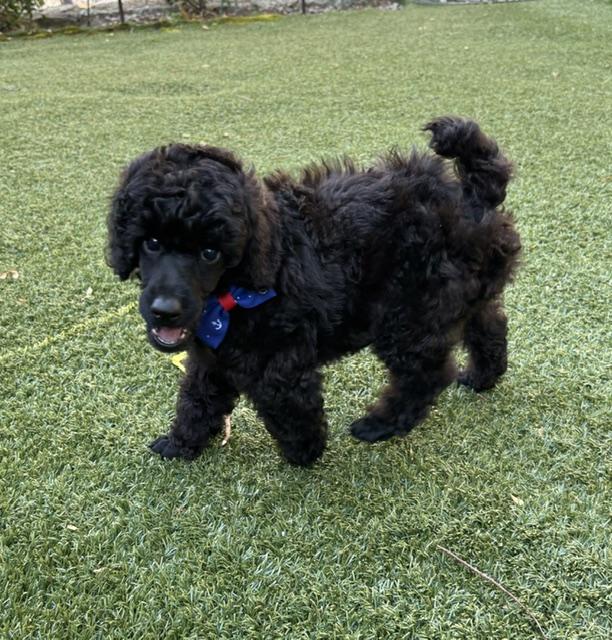 Wonder-Special Needs (Blind), a ADOPTABLE Poodle in Somerville, MA image 2/6