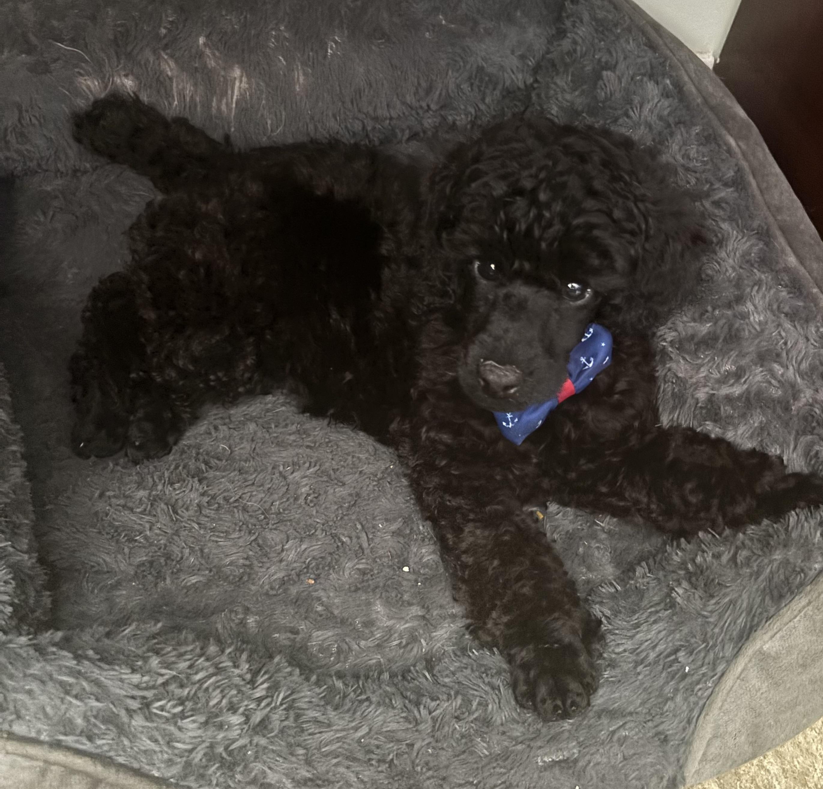 Wonder-Special Needs (Blind), a ADOPTABLE Poodle in Somerville, MA image 5/6