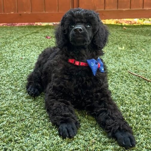 Wonder-Special Needs (Blind), a ADOPTABLE Poodle in Somerville, MA image 1/6