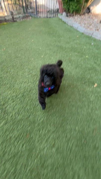 Enlarge Wonder-Special Needs (Blind), a ADOPTABLE Poodle in Somerville, MA video 4/6