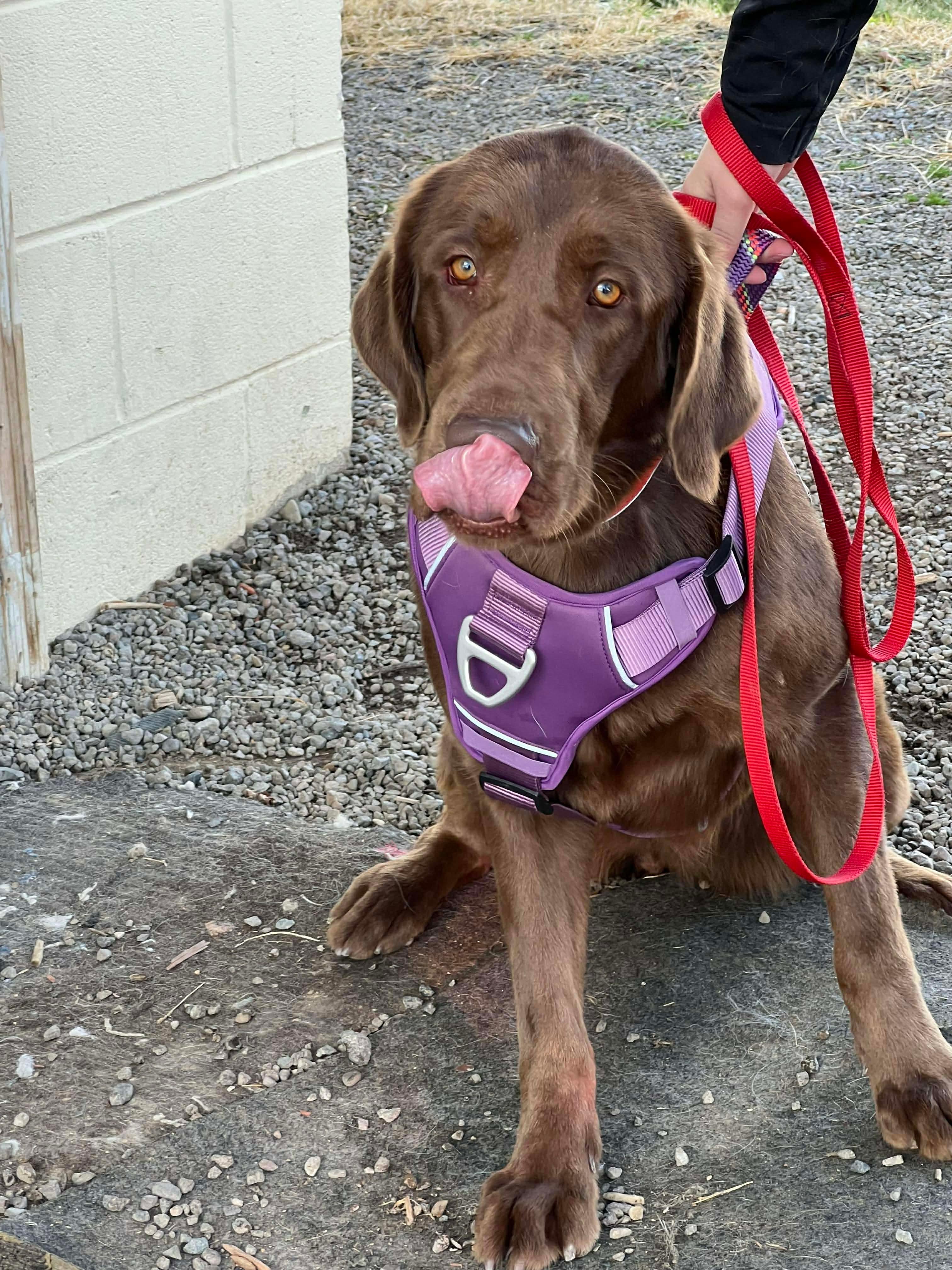 ALOE **Courtesy Listing for Luke’s Legacy**, ADOPTABLE, Adult Female Chocolate Labrador Retriever.