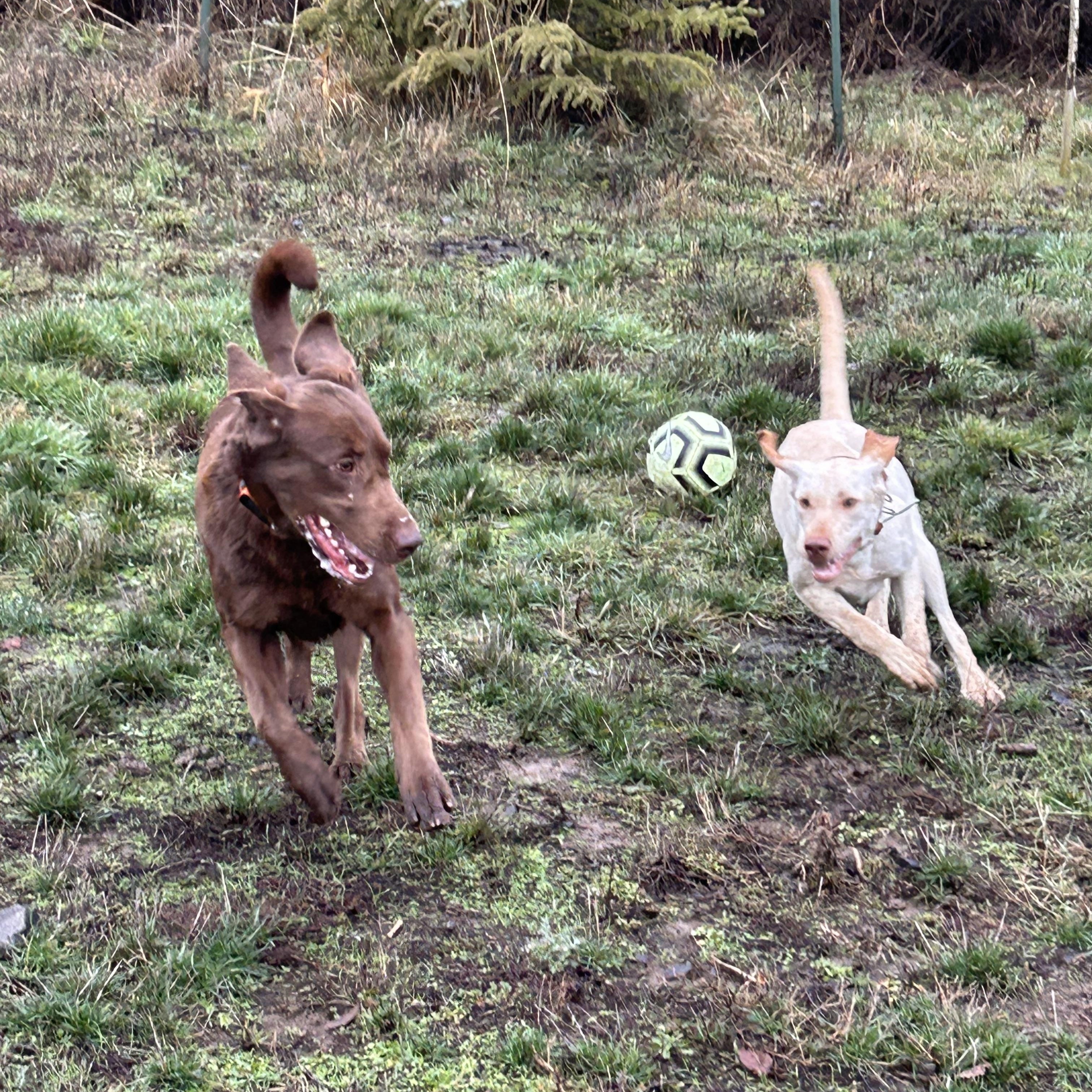 ALOE **Courtesy Listing for Luke’s Legacy**, an adopted Chocolate Labrador Retriever in COEUR D ALENE, ID image 5/5