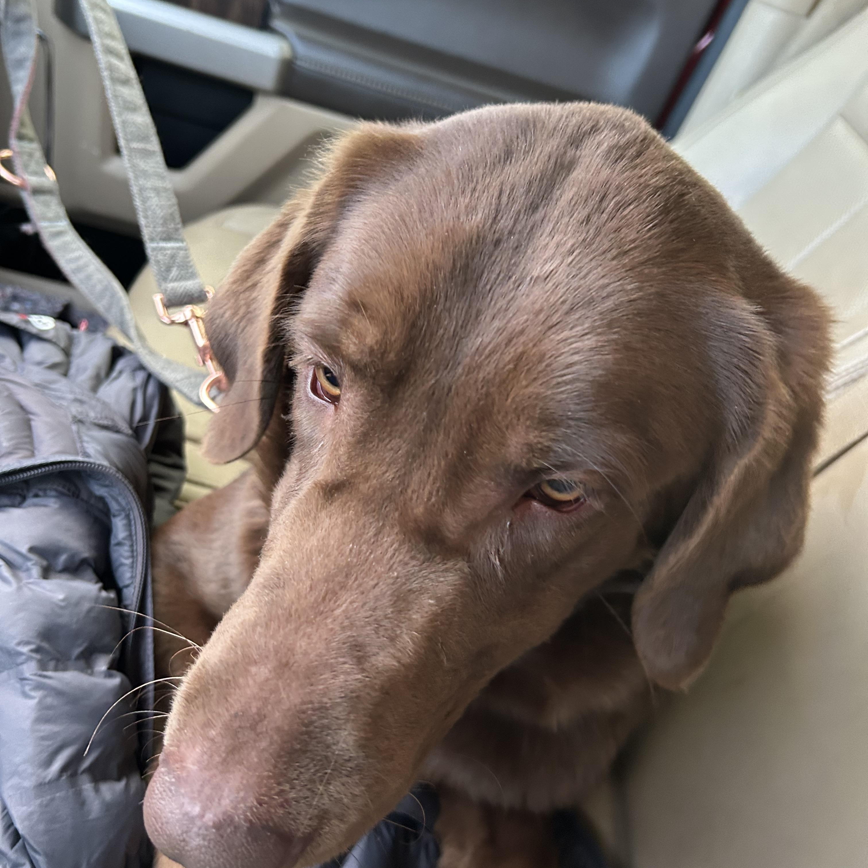 ALOE **Courtesy Listing for Luke’s Legacy**, an adopted Chocolate Labrador Retriever in COEUR D ALENE, ID image 3/5