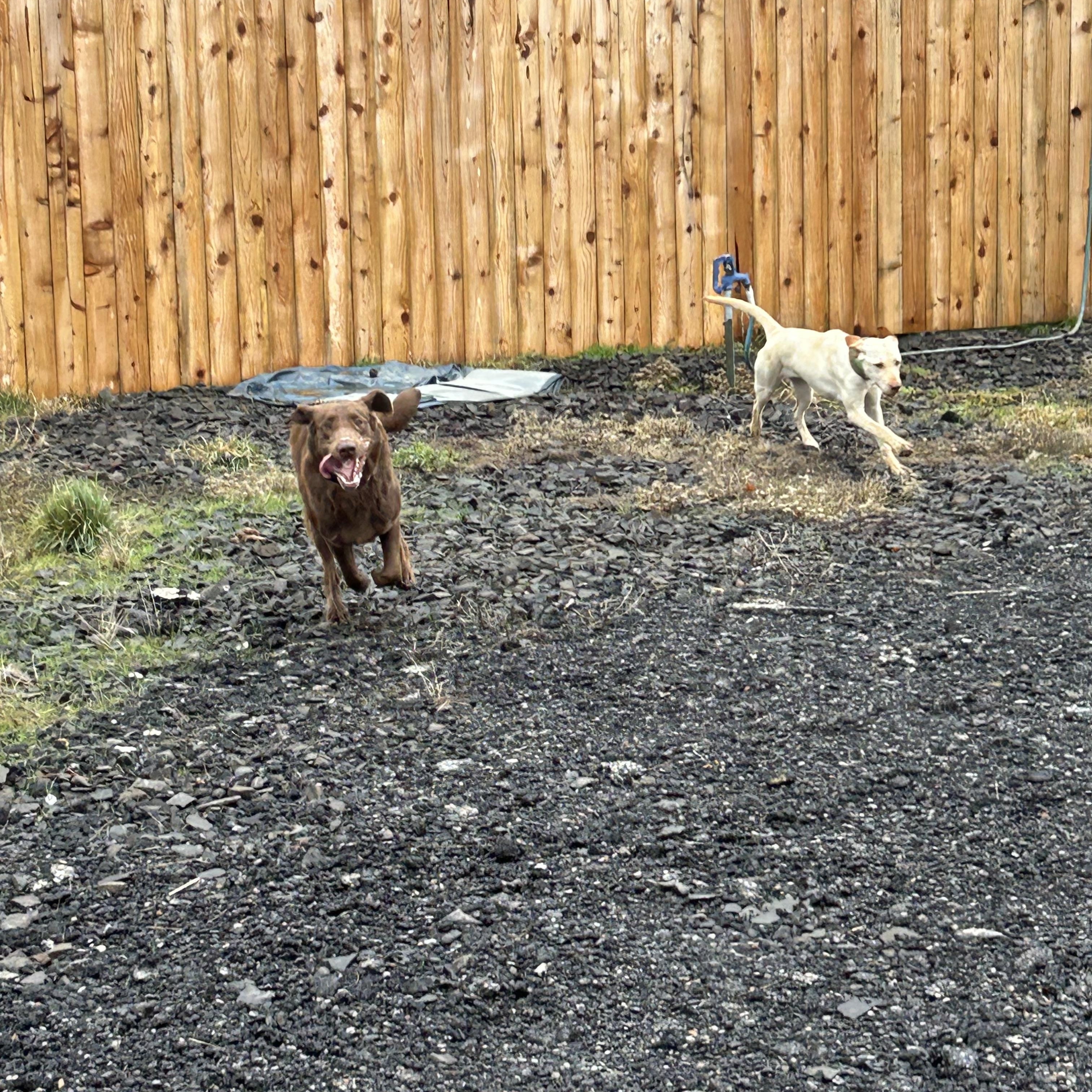 ALOE **Courtesy Listing for Luke’s Legacy**, an adopted Chocolate Labrador Retriever in COEUR D ALENE, ID image 4/5