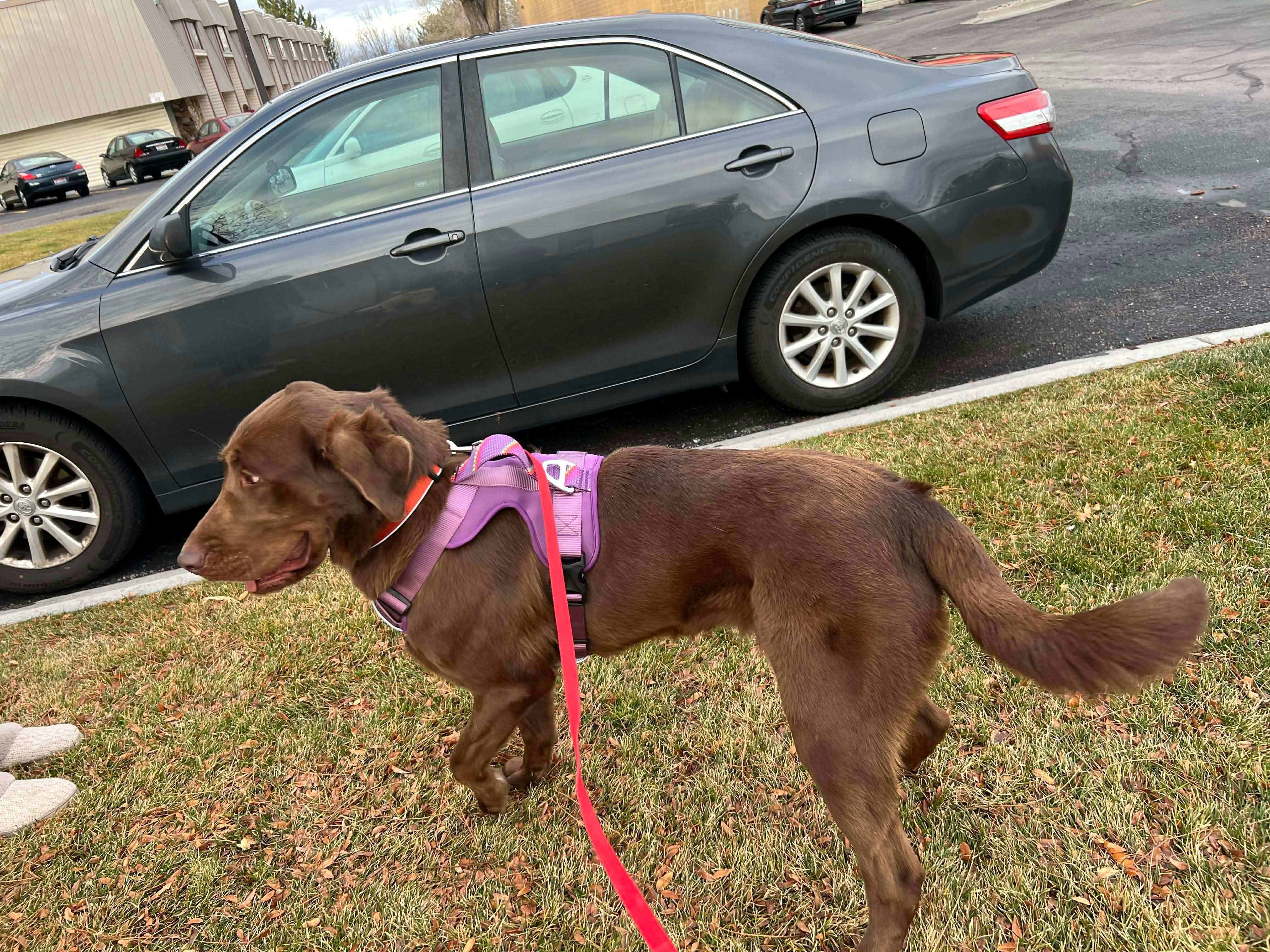 ALOE **Courtesy Listing for Luke’s Legacy**, an adopted Chocolate Labrador Retriever in COEUR D ALENE, ID image 2/5
