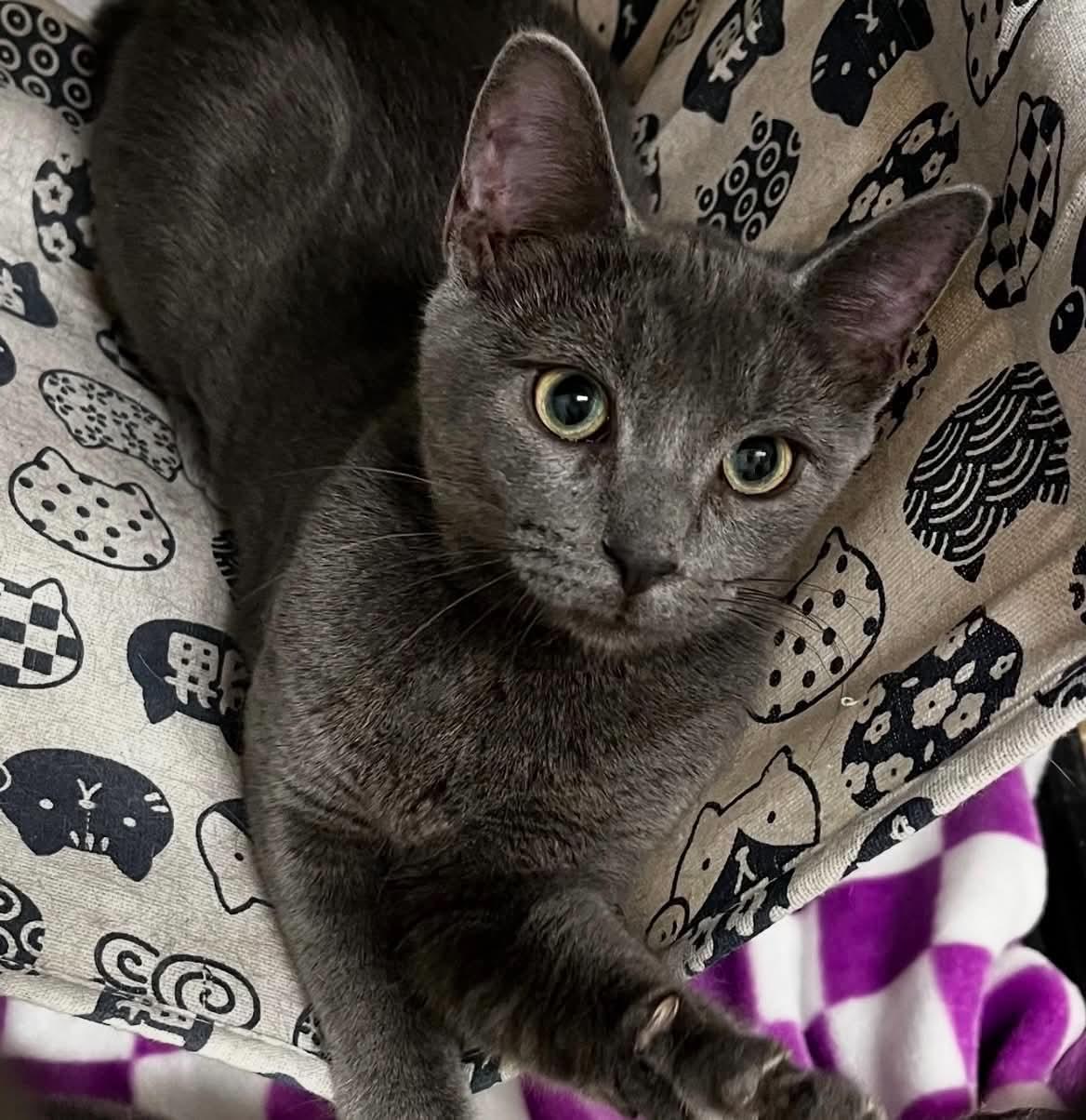 Eevee C Bell $299 Laliberte, Adopted, Kitten Female Domestic Short Hair.