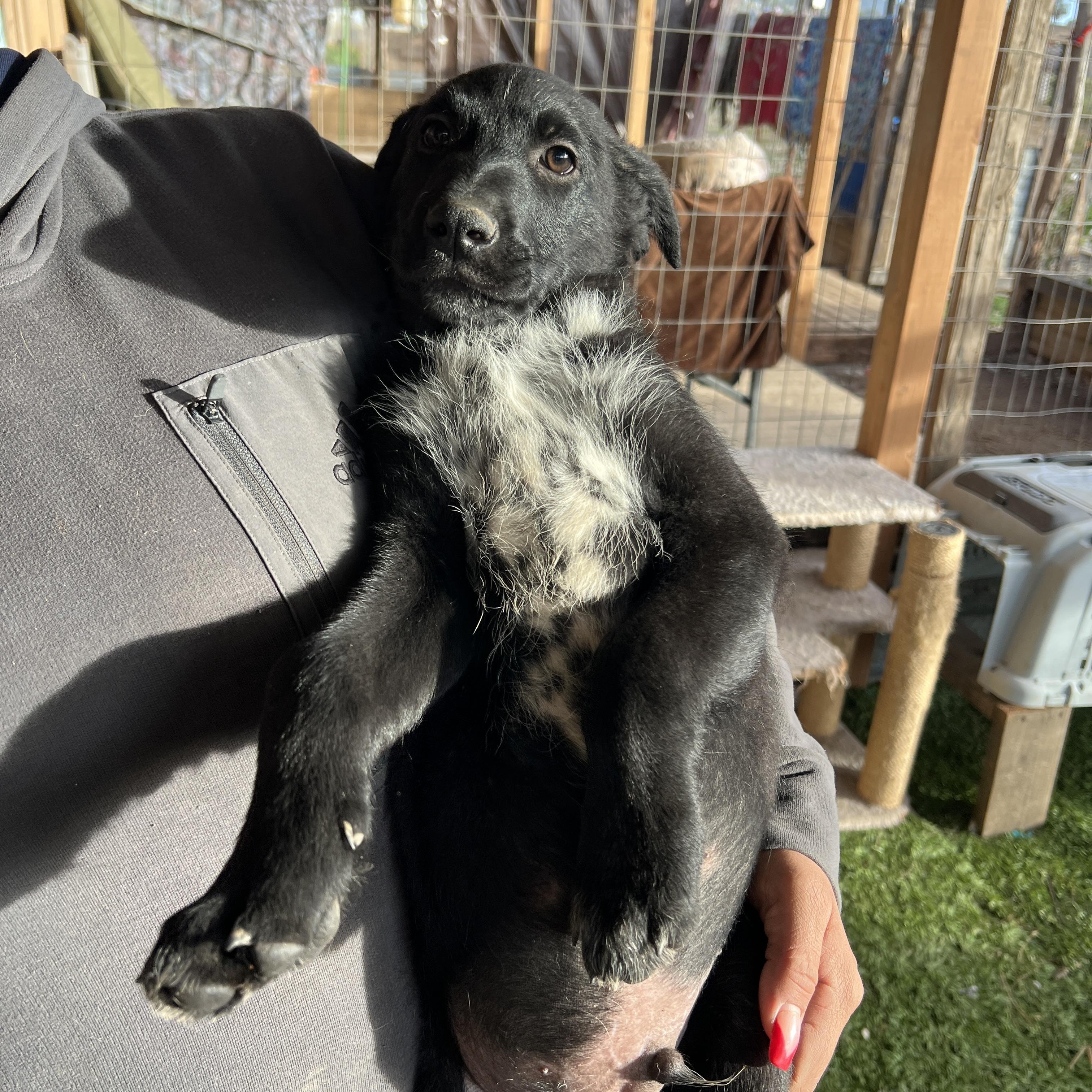 Enlarge Cash, an adopted mixed breed in San Diego , CA image 3/5