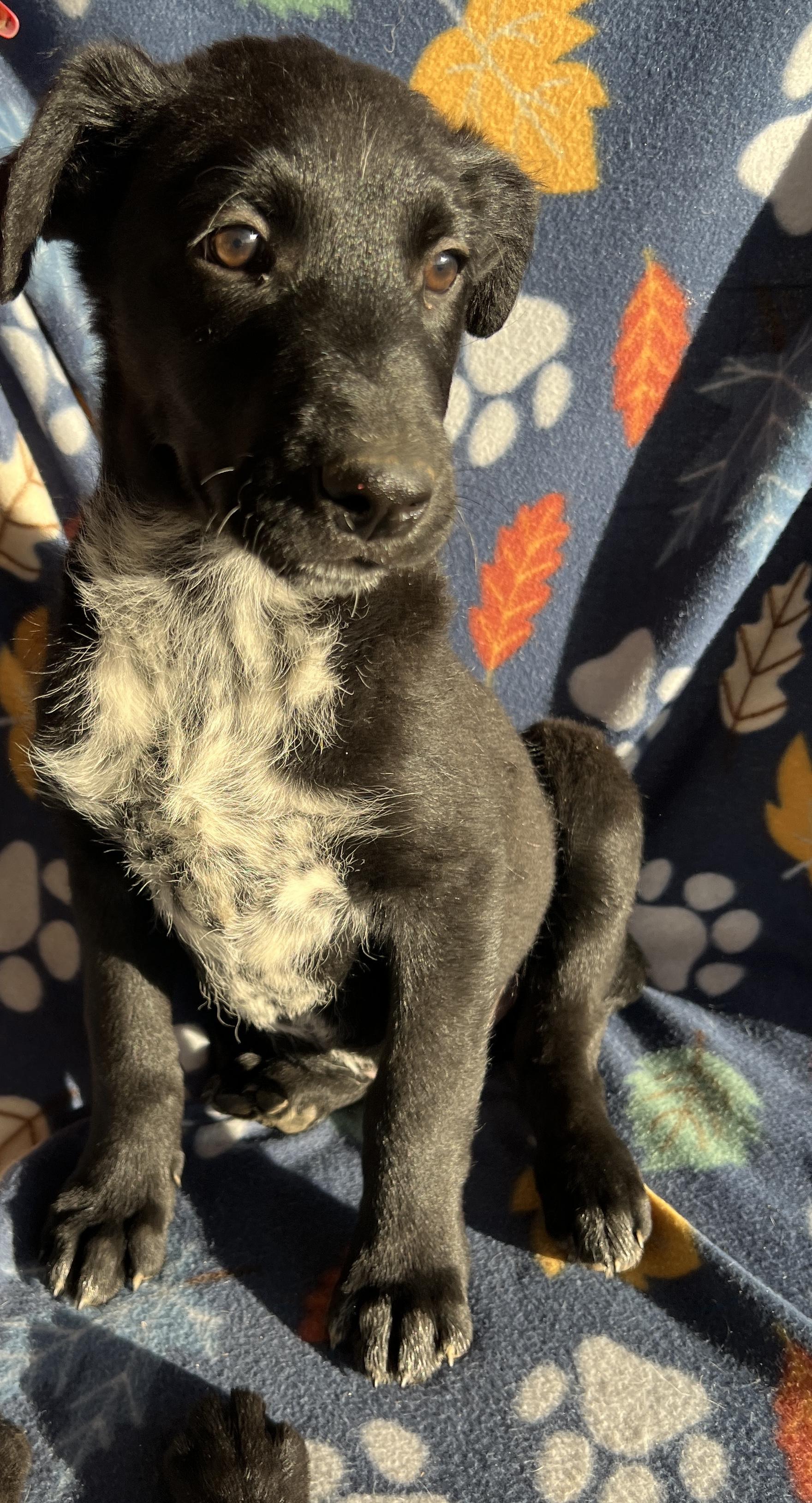 Enlarge Cash, an adopted mixed breed in San Diego , CA image 2/5