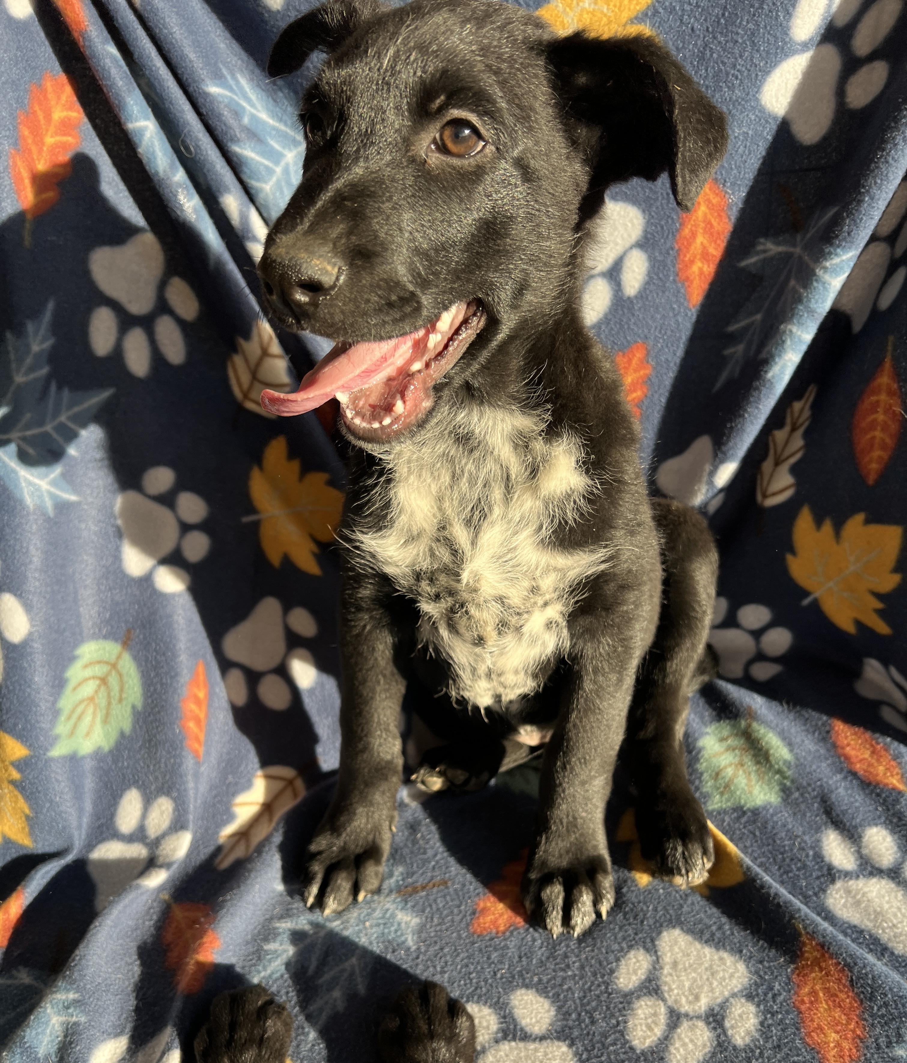 Enlarge Cash, an adopted mixed breed in San Diego , CA image 4/5