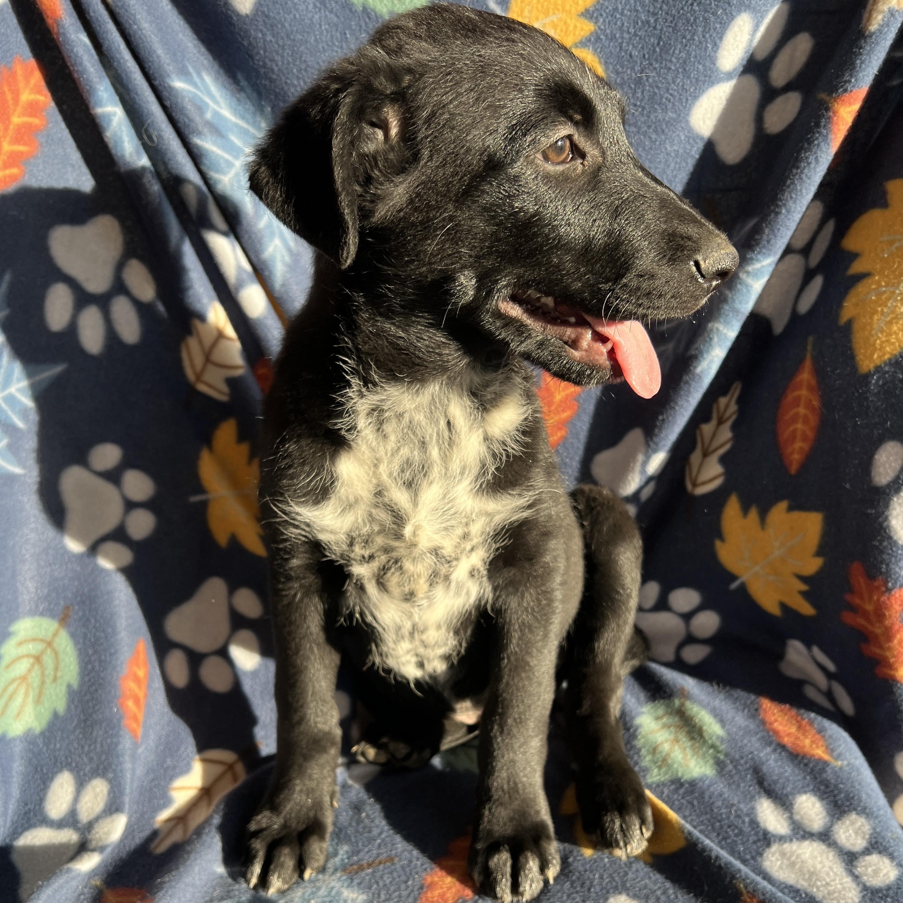 Enlarge Cash, an adopted mixed breed in San Diego , CA image 1/5