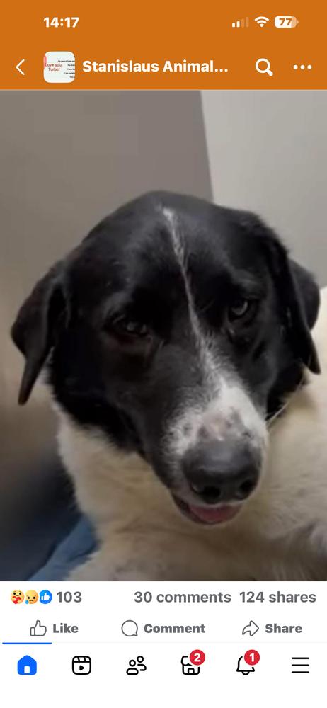 Pepper, a Adoptable mixed breed in Tigard, OR image 1/4