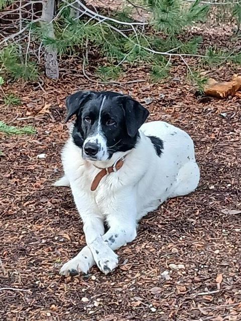Pepper, a Adoptable mixed breed in Tigard, OR image 4/4