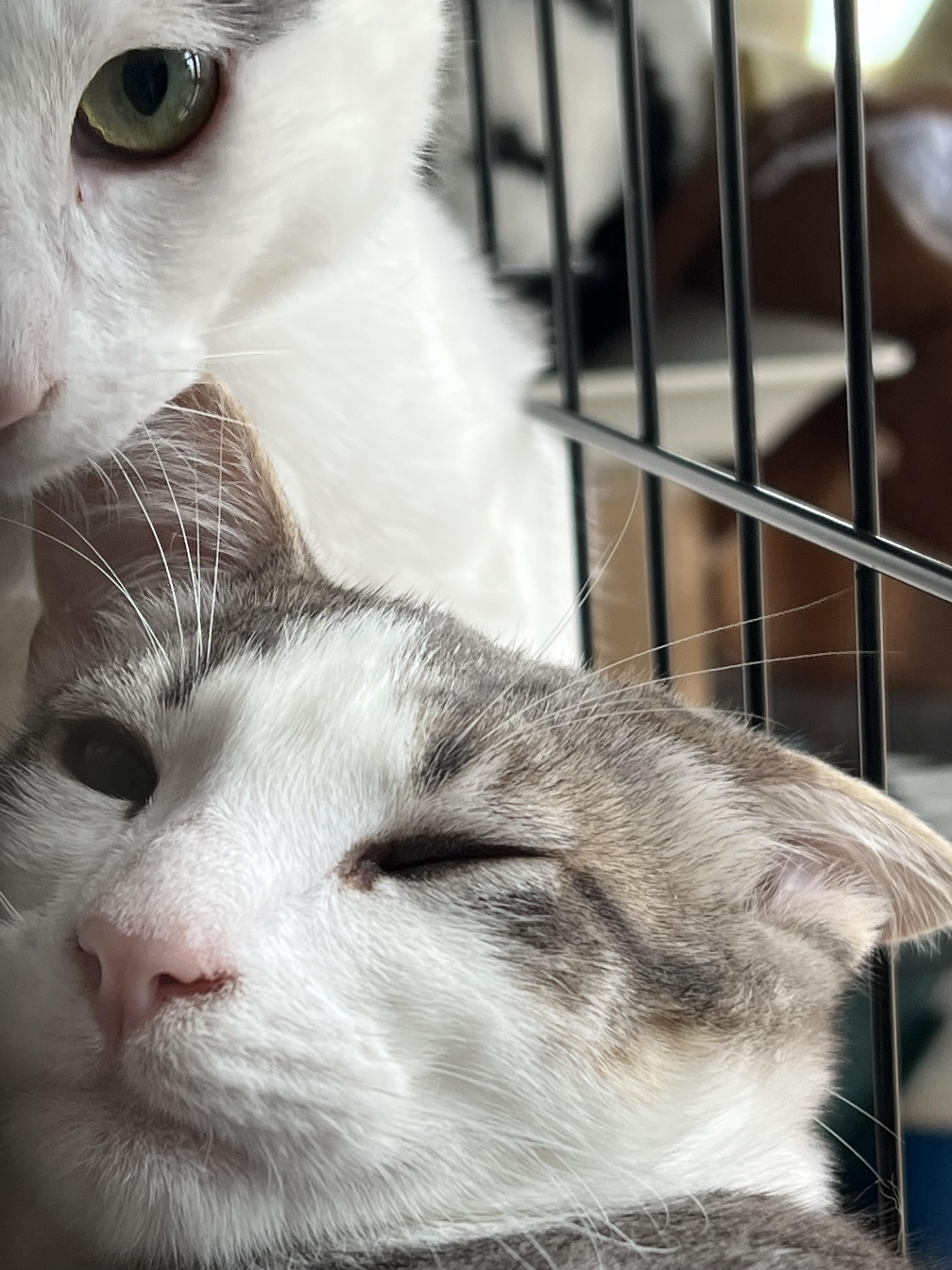 Enlarge Toby, a Adoptable Abyssinian in South San Francisco, CA image 2/4