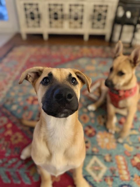 Lana - URGENT - LONGTIME RESIDENT, ADOPTABLE, Puppy Female Shepherd.