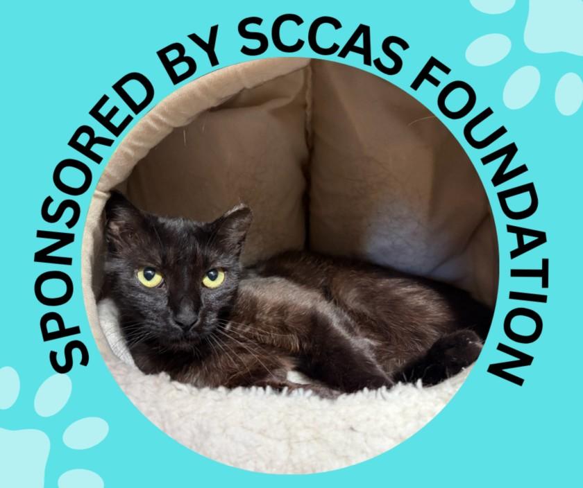 ATHOS*, Adoptable, Young Female Domestic Short Hair.