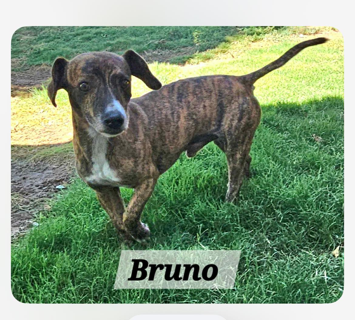 Bruno, Adoptable, Adult Male Dachshund.