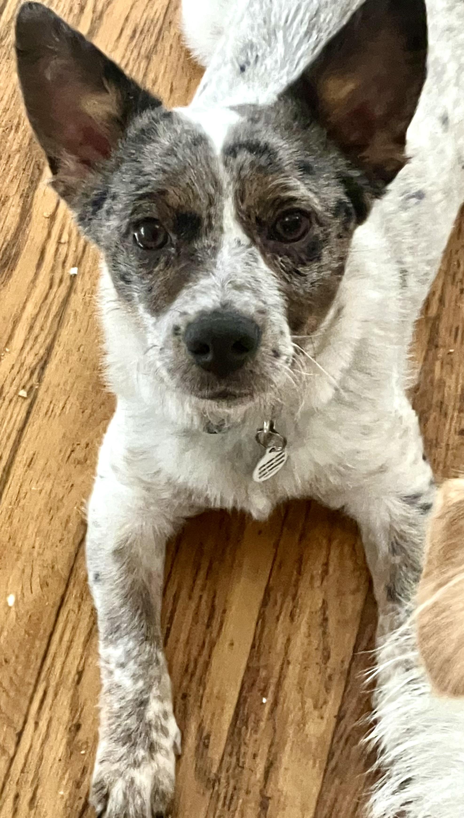 Enlarge Laddy, a ADOPTABLE mixed breed in Santa Monica, CA image 2/5