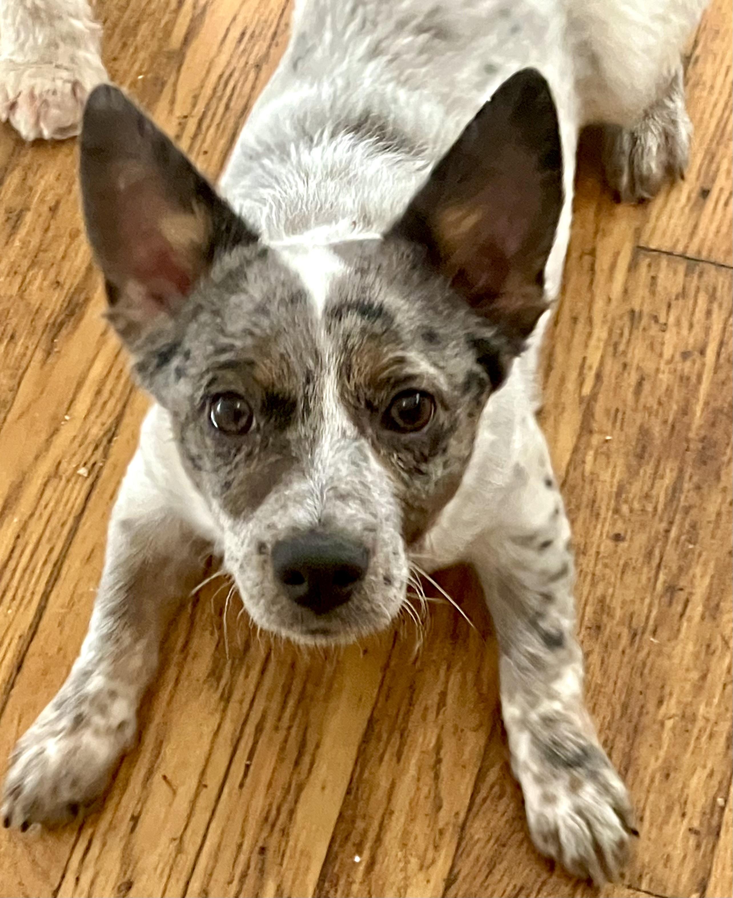 Enlarge Laddy, a ADOPTABLE mixed breed in Santa Monica, CA image 3/5