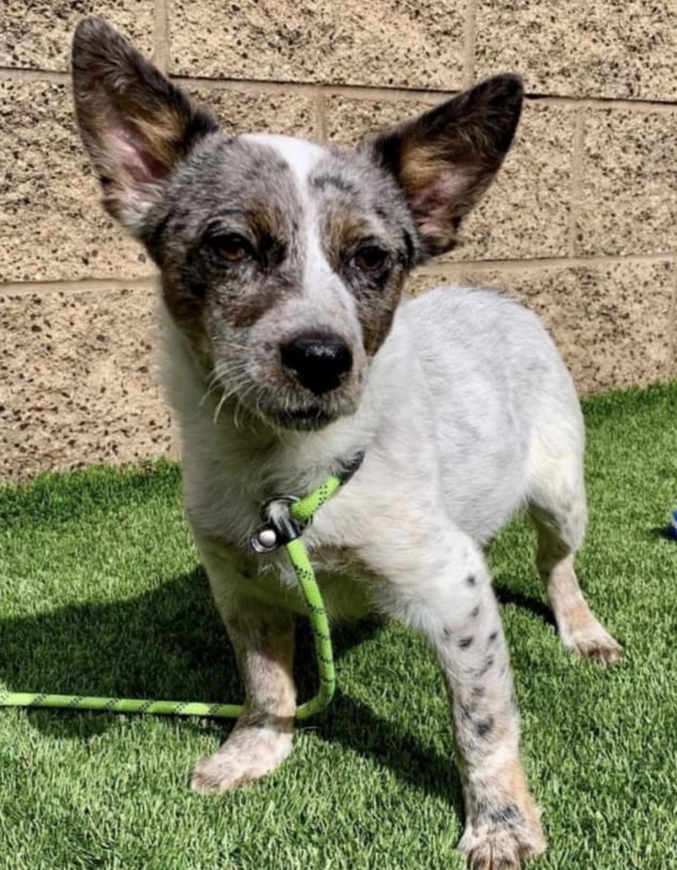 Enlarge Laddy, a ADOPTABLE mixed breed in Santa Monica, CA image 4/5