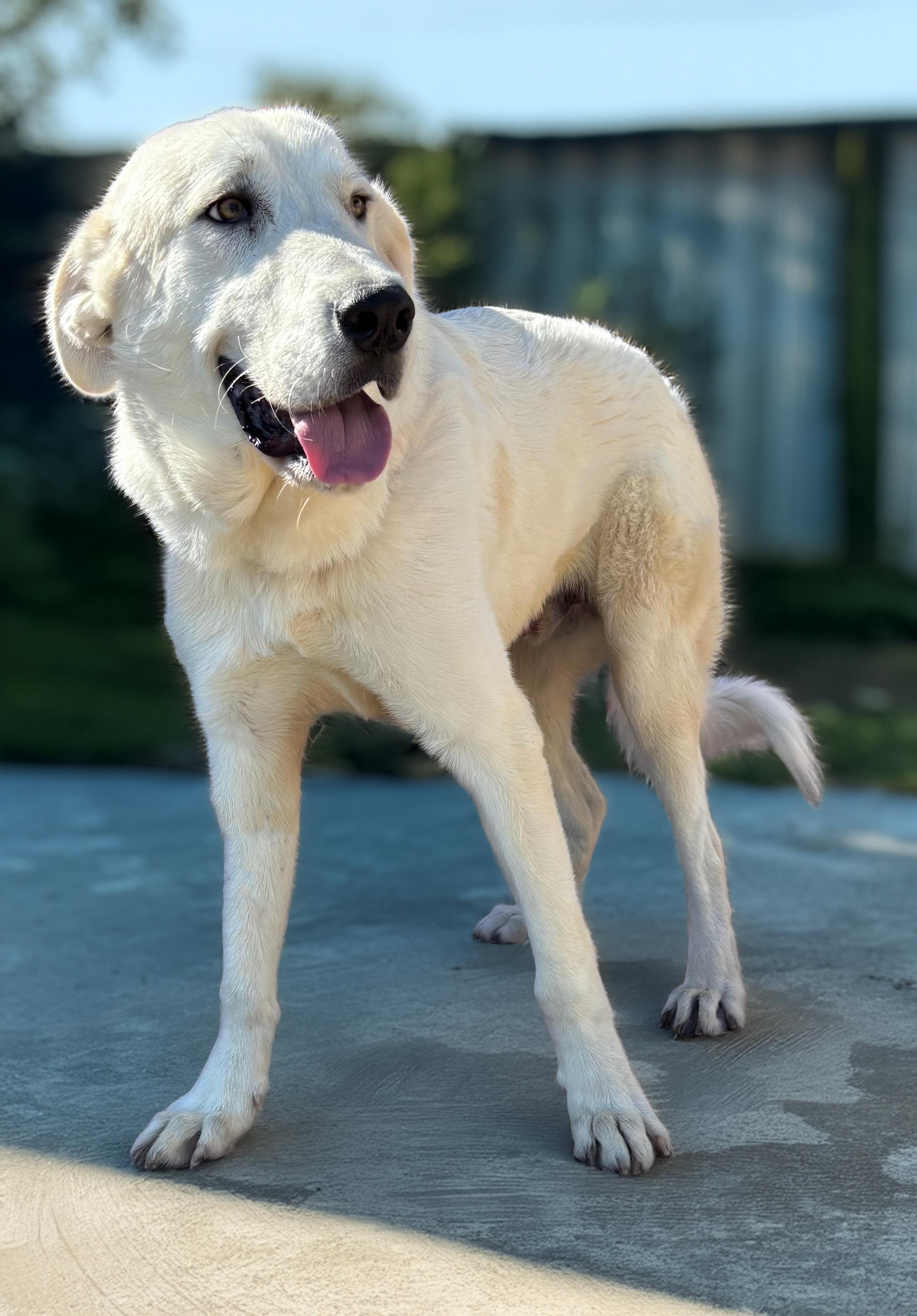 Enlarge Samuel — The Boy Who is Ready to Belong, a Adoptable mixed breed in Albany, NY image 4/6