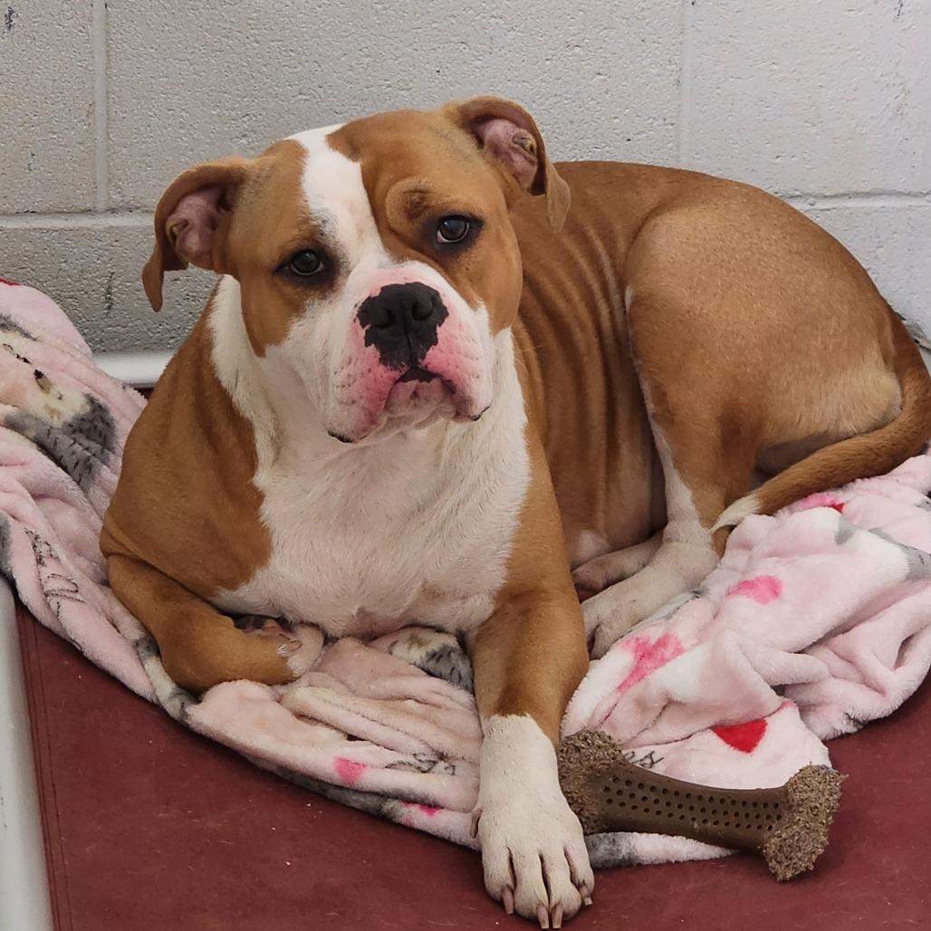 FINLEY, ADOPTABLE, Adult Female Bulldog & Boxer.