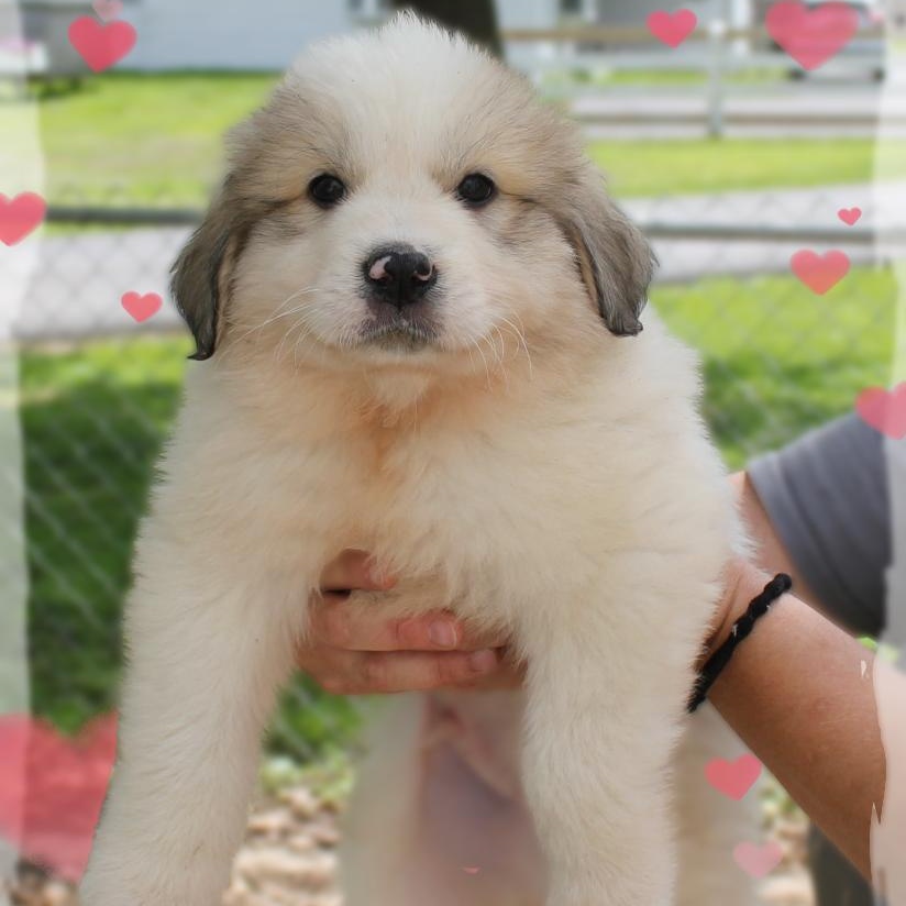 Peter, ADOPTABLE, Puppy Male Great Pyrenees & Mixed Breed.