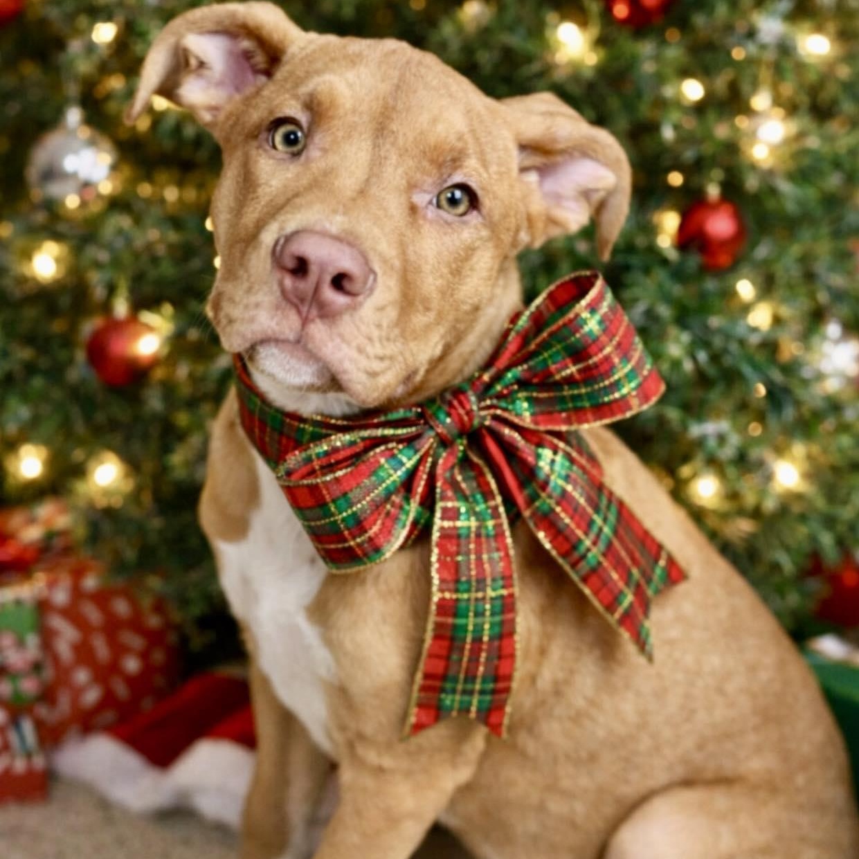 Cheeto, ADOPTABLE, Puppy Male Pit Bull Terrier.