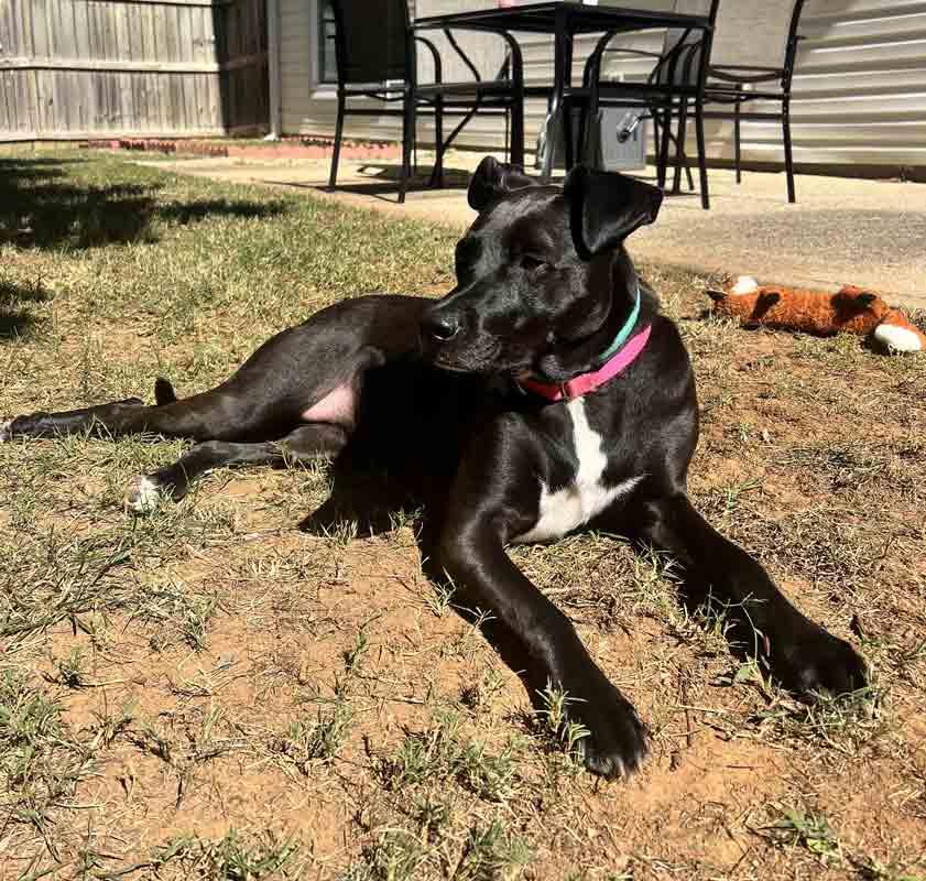 Enlarge Constance, a Adoptable mixed breed in Kennesaw, GA image 5/6