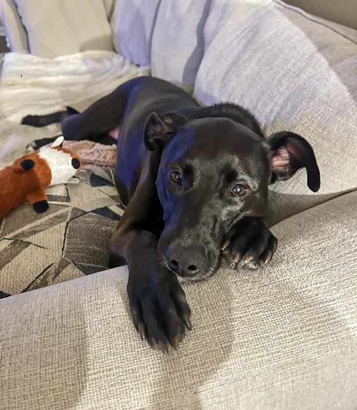 Enlarge Constance, a Adoptable mixed breed in Kennesaw, GA image 6/6